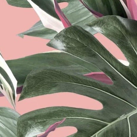 Wallpaper - Botanical Monstera