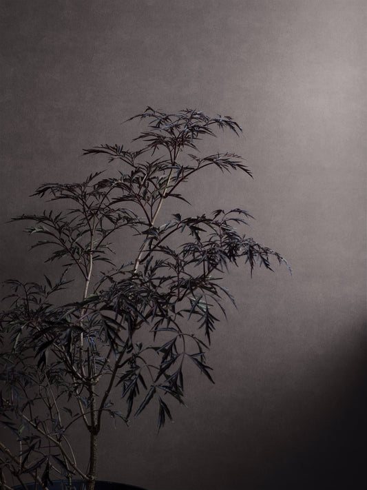 Borastapeter Tapete - Shades Hematite