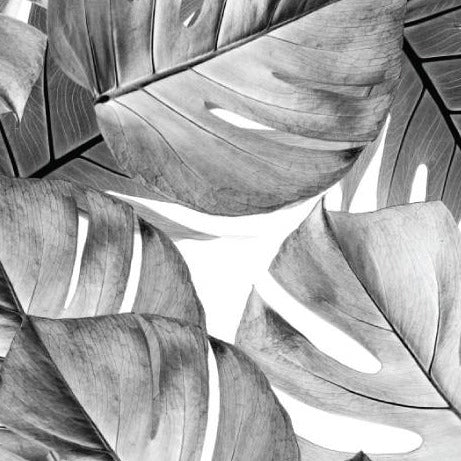Wallpaper - Botanical Monstera, Black & White