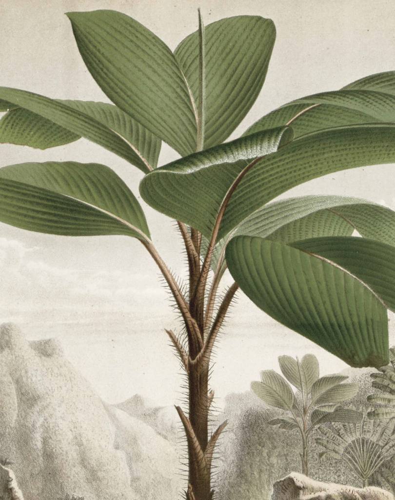 Behangpaneel - Bananenboom