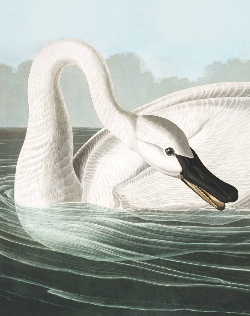 Wallpaper Panel - Trumpeter Swan
