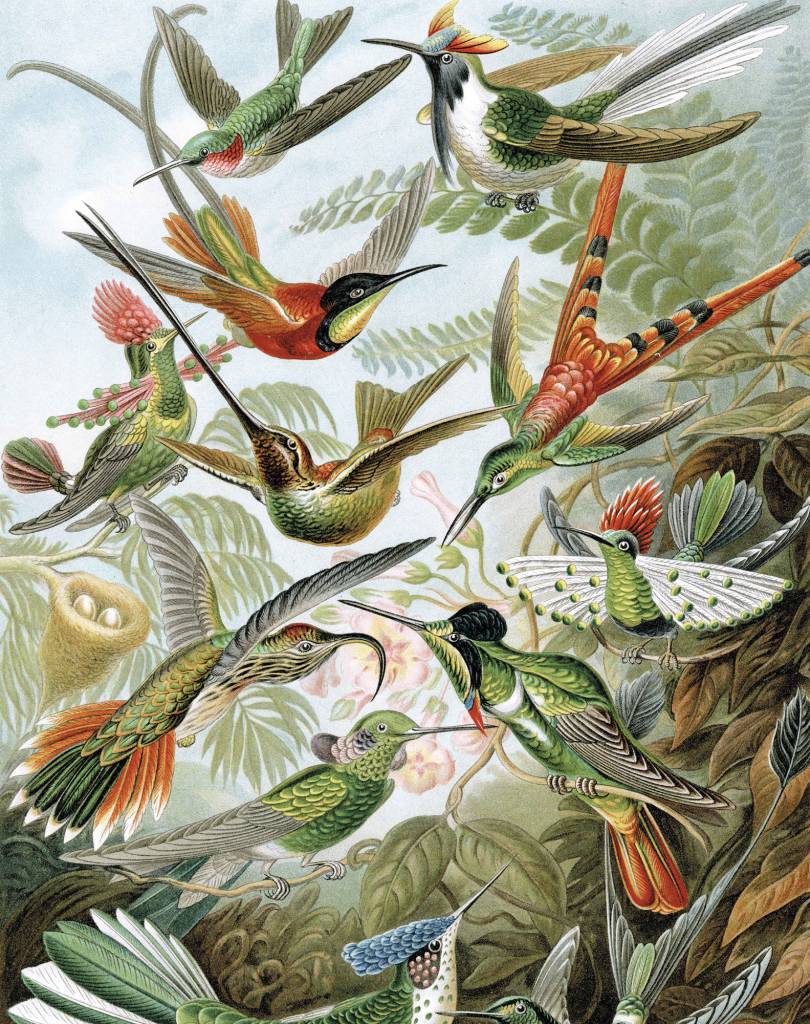 Wallpaper Panel - Exotic Birds