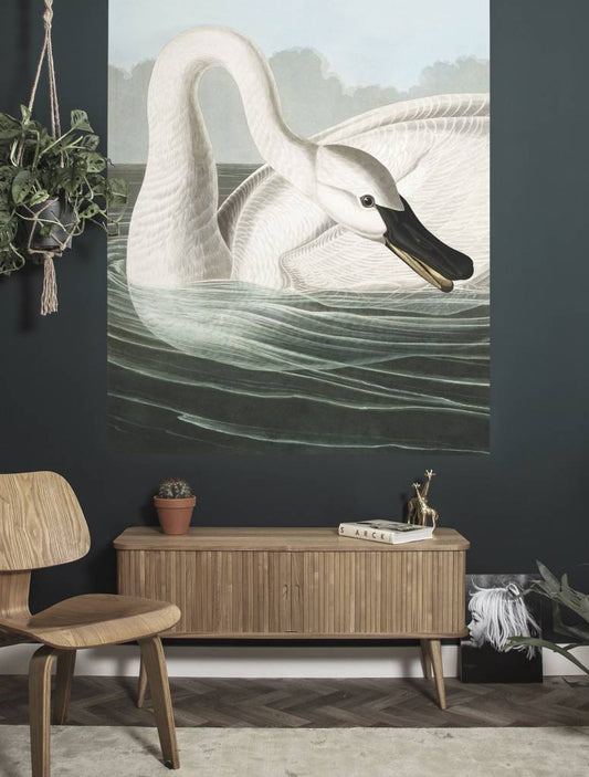 Wallpaper Panel - Trumpeter Swan