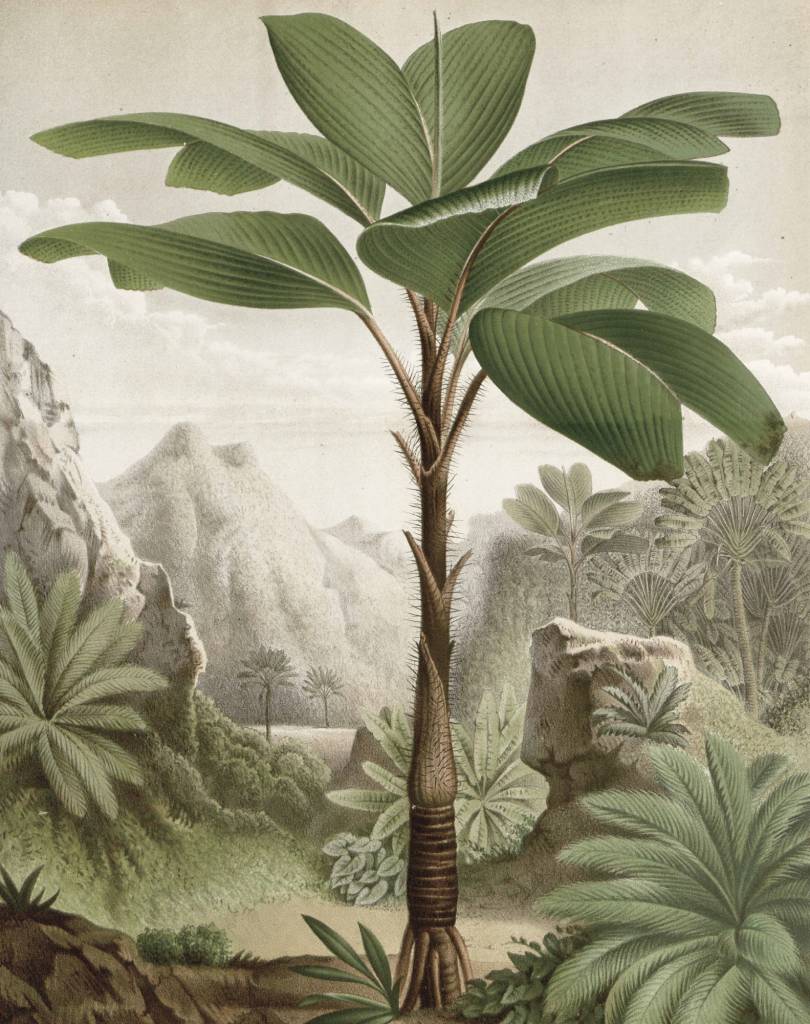 Behangpaneel - Bananenboom
